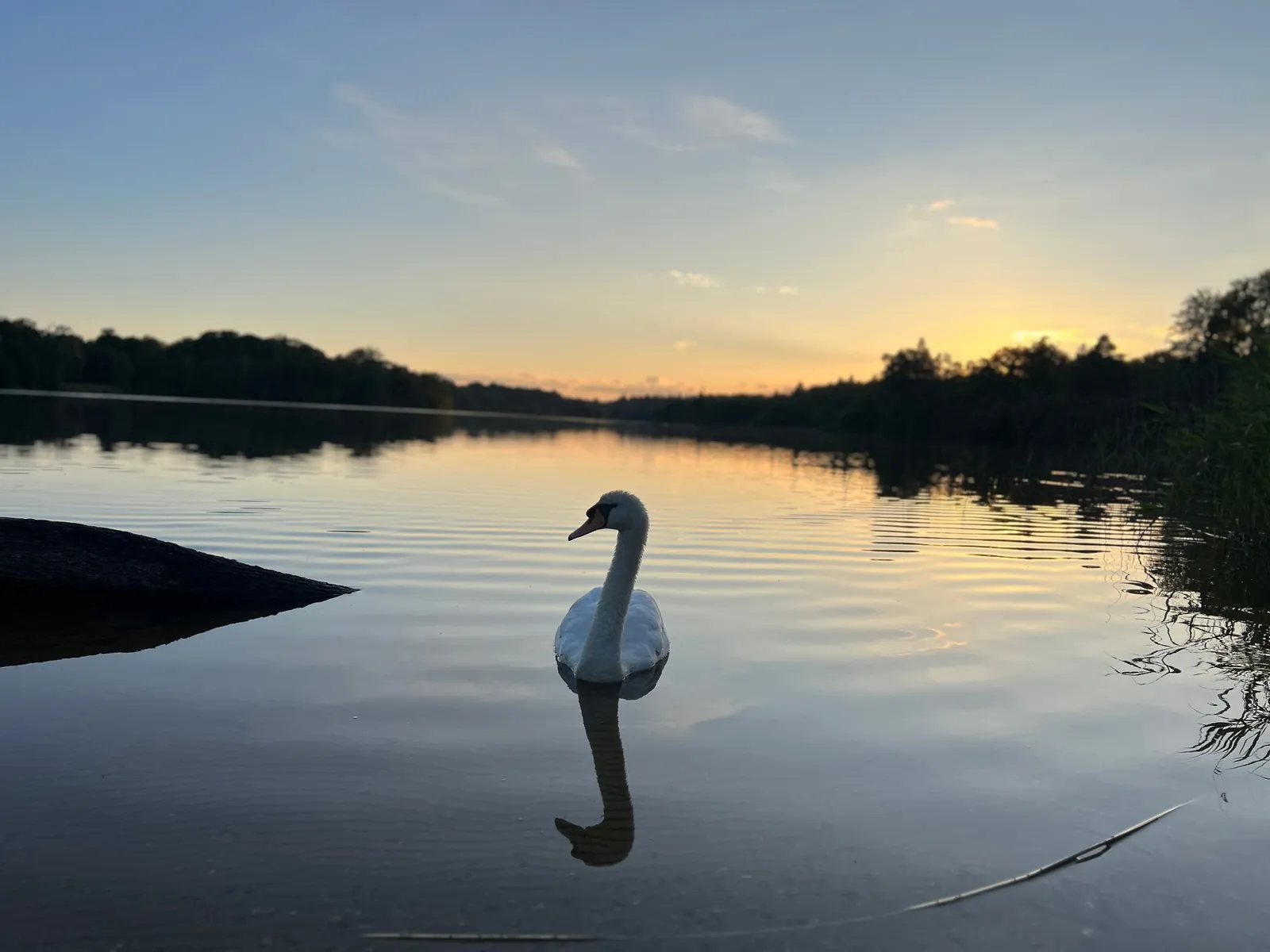 A swan gliding on calm canal water beside the reeds